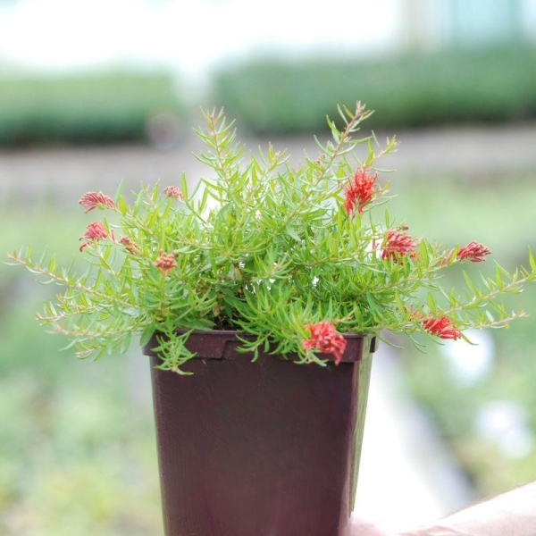 Grevillea 'New Blood'