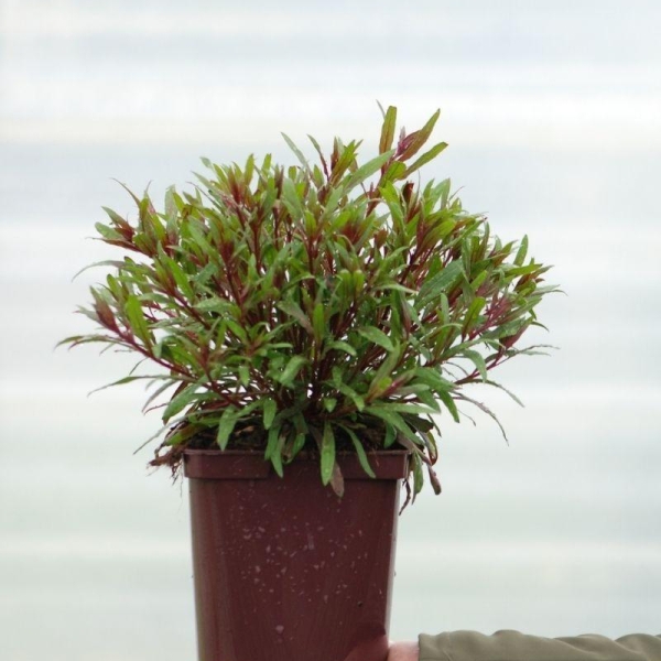 Gaura 'Belleza Dark Pink'