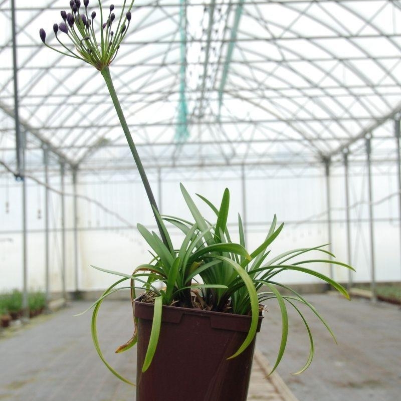 Agapanthe 'Poppin Purple'