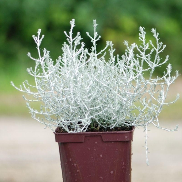 Calocephalus 'Silver Electra'