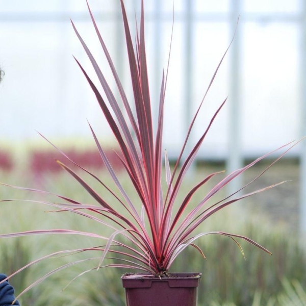 Cordyline 'Charlie Boy'