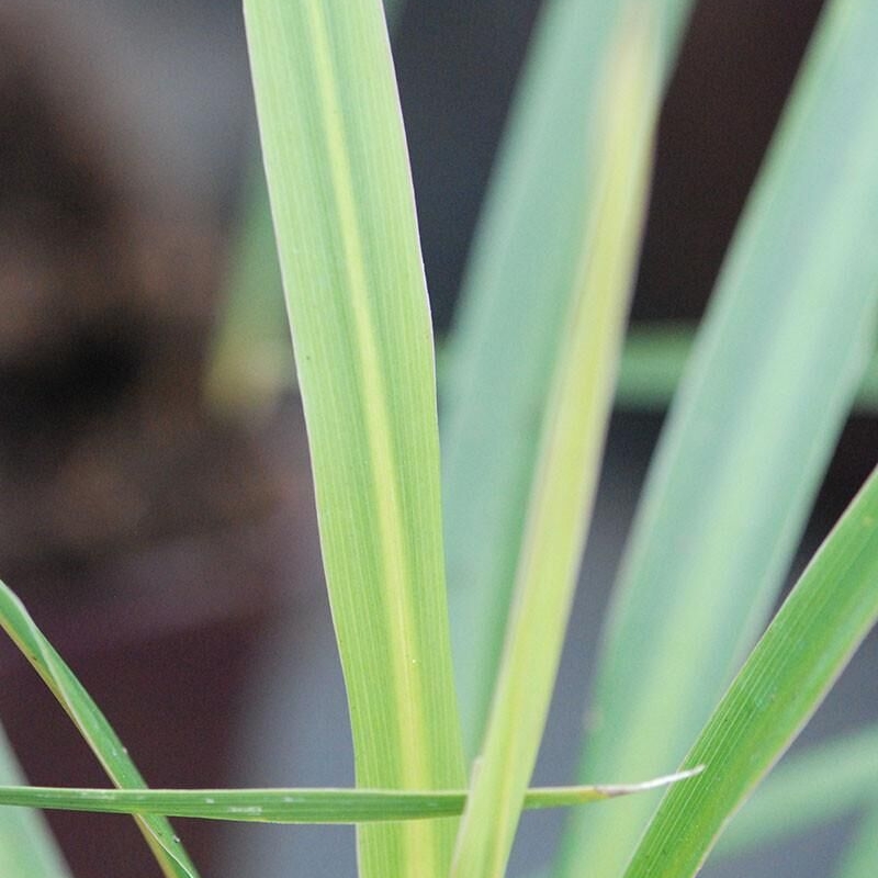 Cordyline 'Peko'