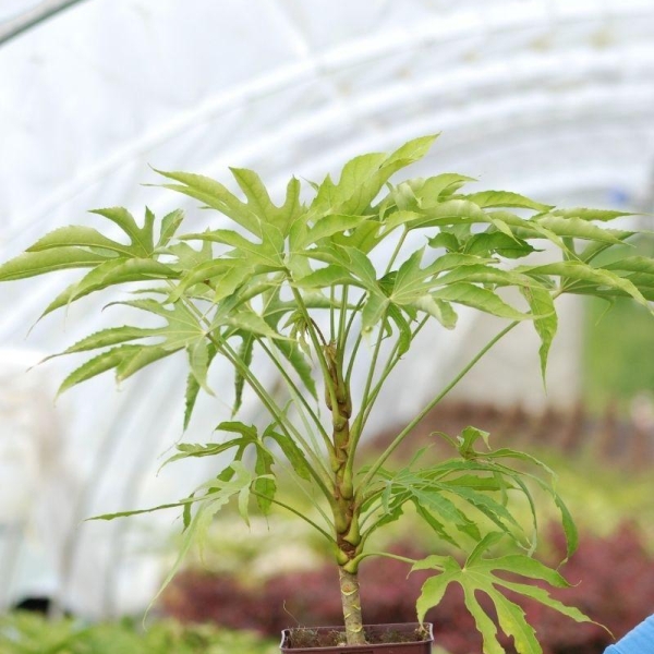 Aralia 'Green Fingers'