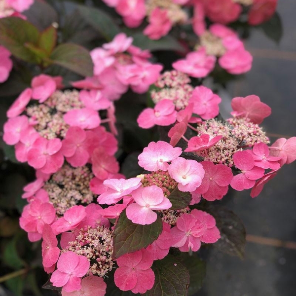 Hortensia 'Daredevil'