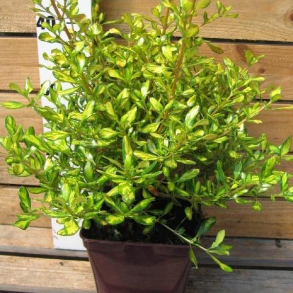 Coprosma 'Lemon Lime'