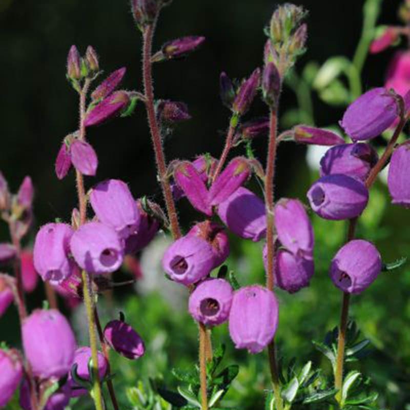 Bruyère d'Irlande 'Ramona'