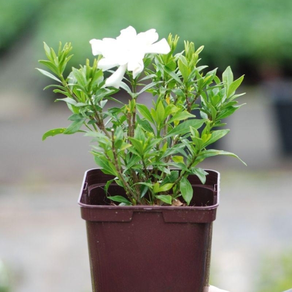 Gardenia 'Celestial Star'