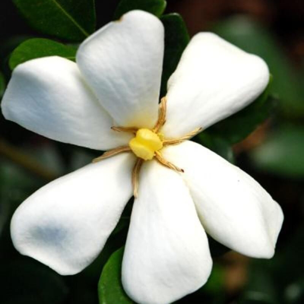 Gardenia 'Sweet Heart'