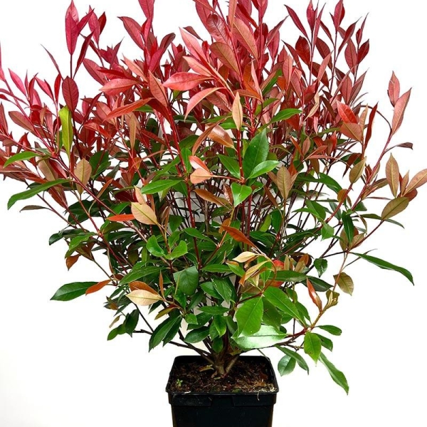 Photinia 'Carré Rouge'