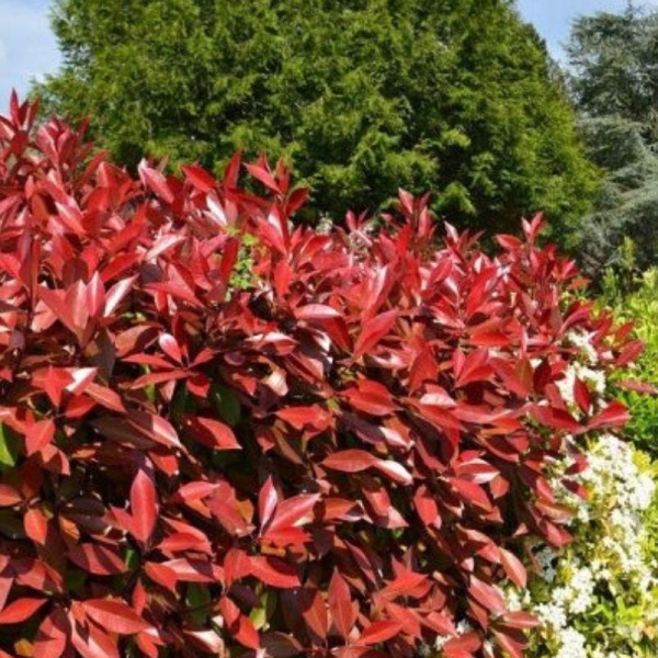 Photinia 'Carré Rouge'