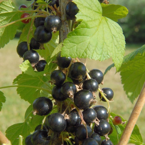 Cassis - Graines et Plantes pour Votre Jardin