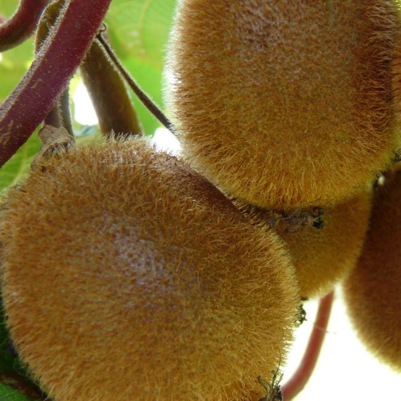 Kiwi autofertile 'Jenny'