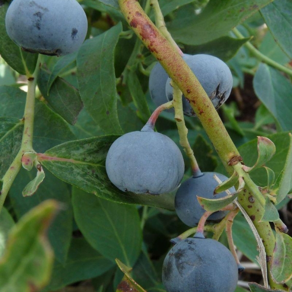 Myrtille 'Powder Blue'