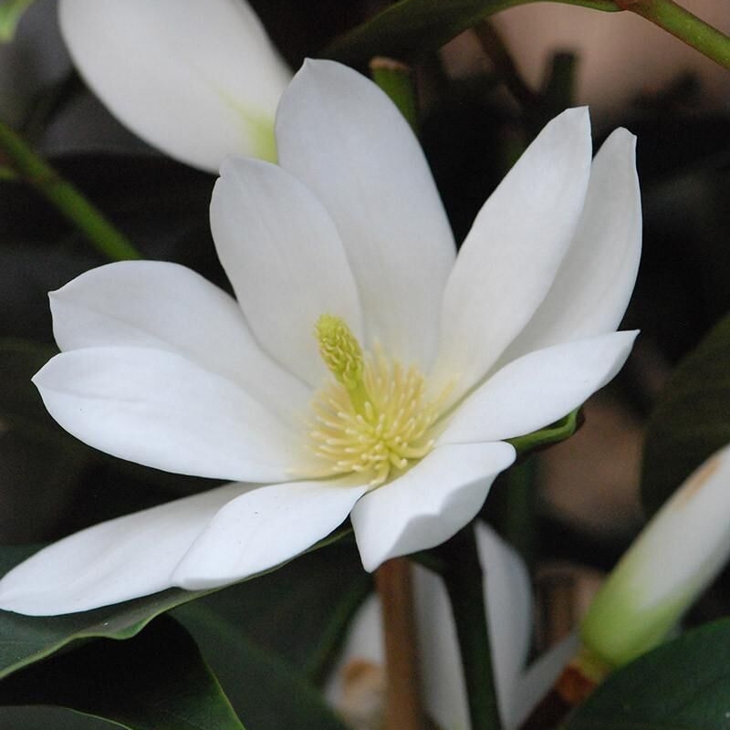 Magnolia 'Fairy White'