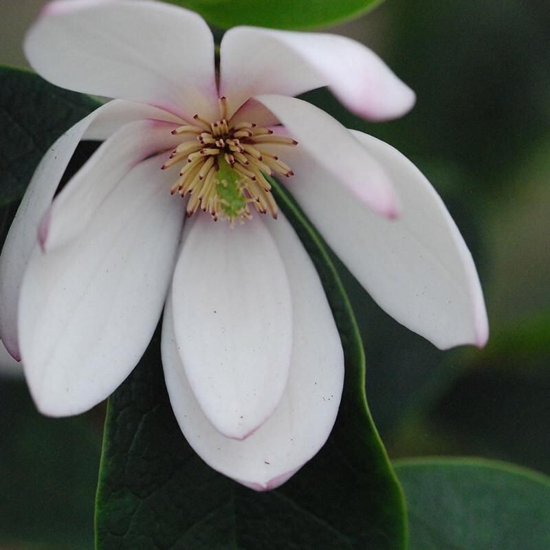 Magnolia 'Fairy Blush'