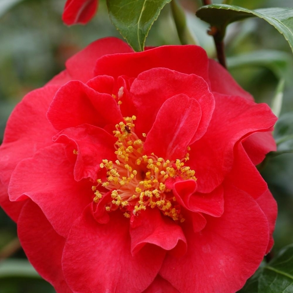 Camélia 'Crimson Glory'