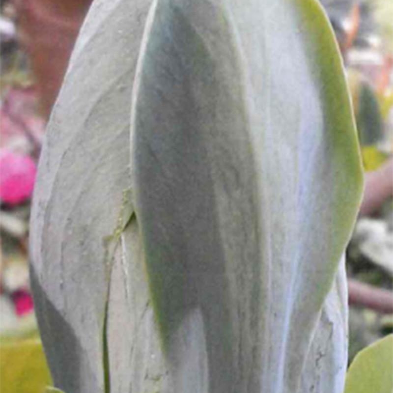 Magnolia 'Blue Opal'