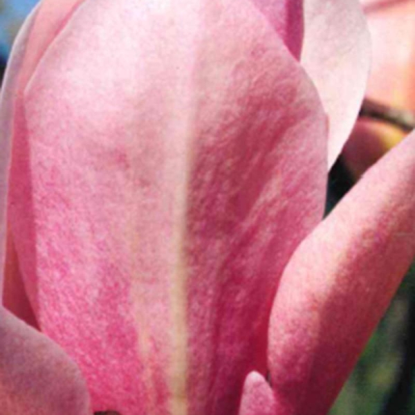 Magnolia 'Coral Lake'