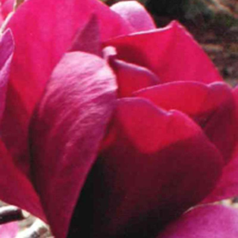 Magnolia 'Emperor'