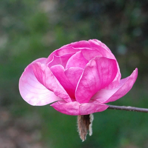 Magnolia 'Genie'