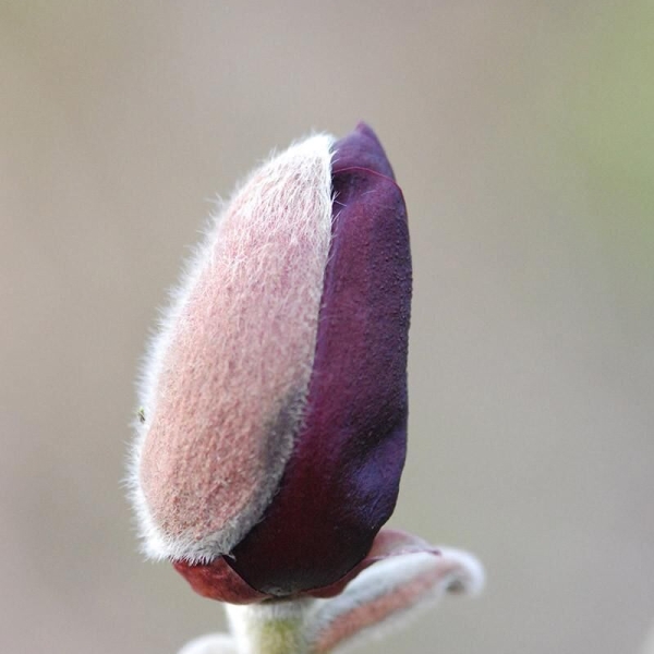 Magnolia 'Black Tulip'®