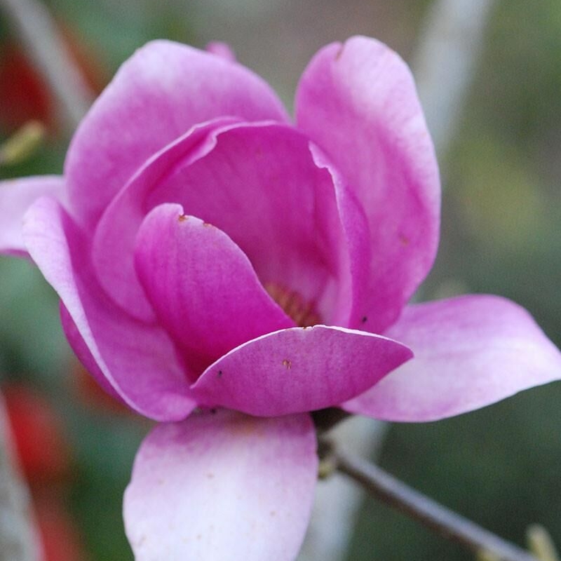 Magnolia 'Cleopatra'