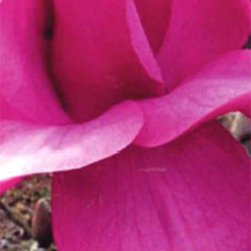 Magnolia 'Felix Jury'®