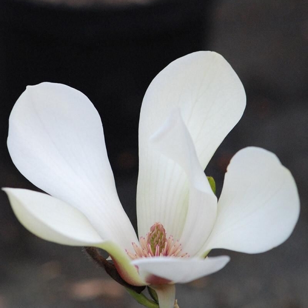 Magnolia 'Sunrise'