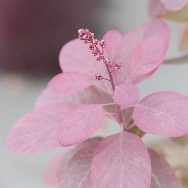 Arbre à perruques 'Royal purple'