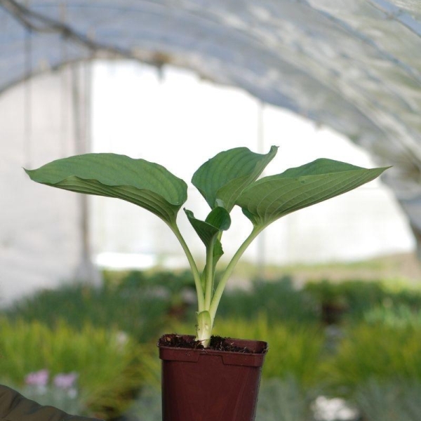 Hosta Géante 'Empress Wu'