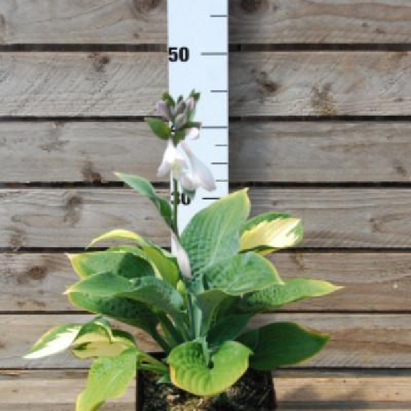 Hosta 'Orange Marmalade'