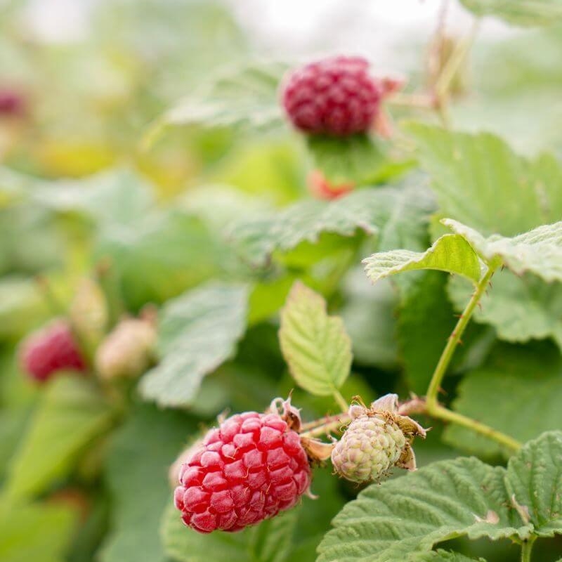 Mûrier Framboisier 'Tayberry'