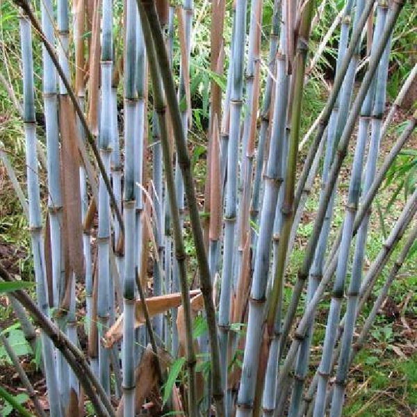 Bambou non traçant à chaumes bleus