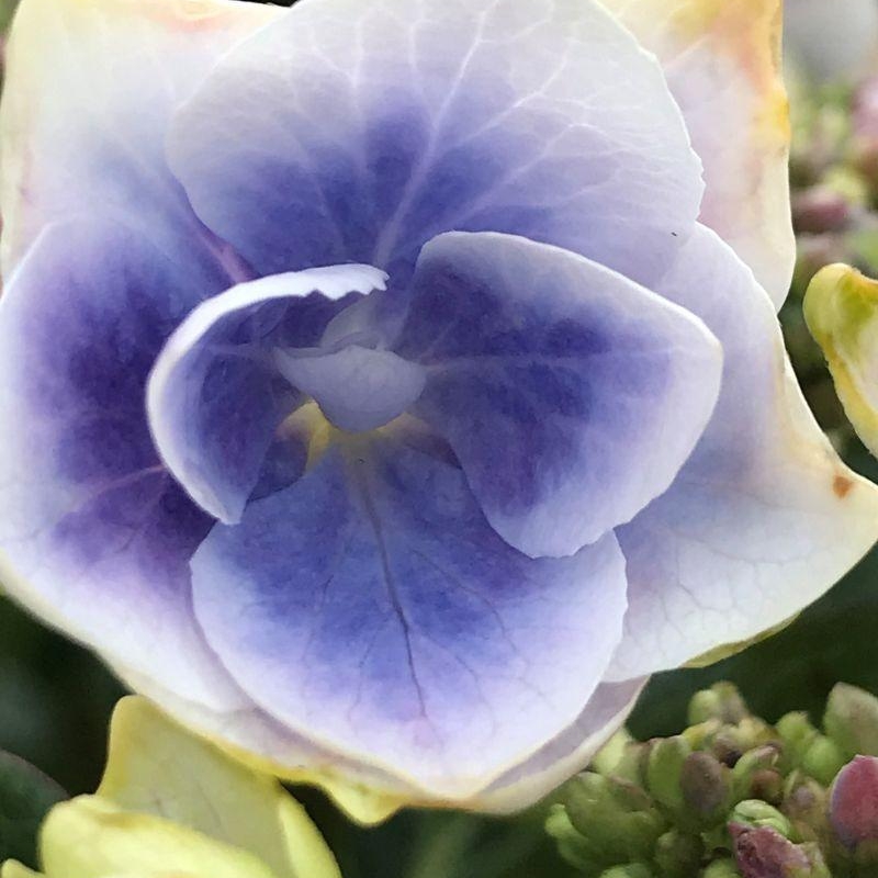 Hortensia 'Star Gazer®' Bleu