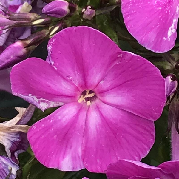 Phlox paniculé 'Famous® Purple'