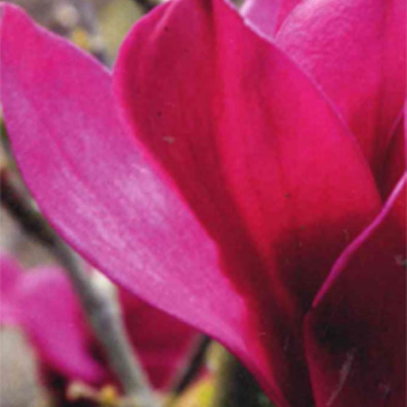 Magnolia 'Pink Pyramid'