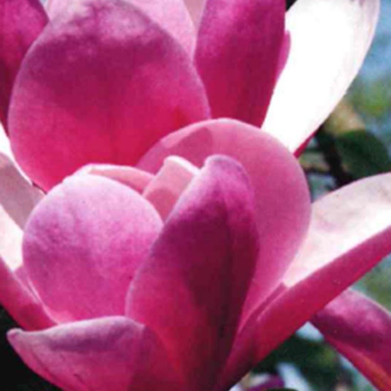 Magnolia 'Rose Marie'