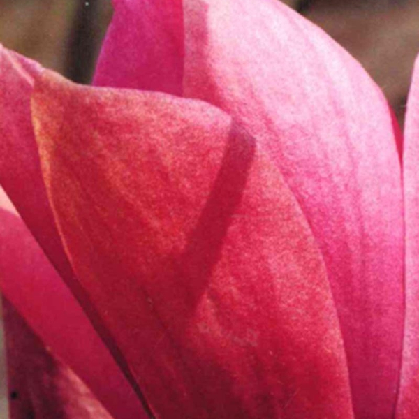 Magnolia 'Royal Splendor'