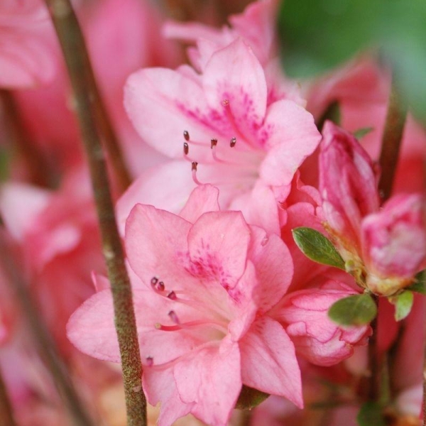 Azalée du Japon 'Blaauw's Pink '