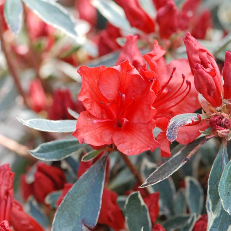 Azalée du Japon 'Hot Shot variegata '