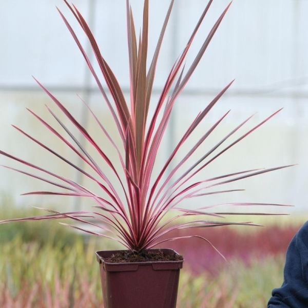 Cordyline 'Southern Splendour'