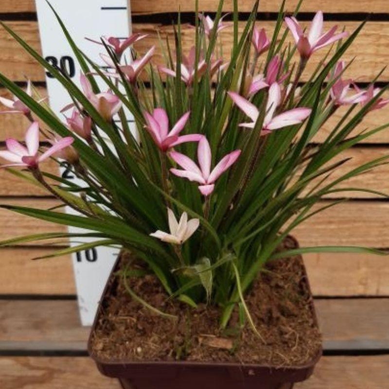 Rhodohypoxis 'Pintado'