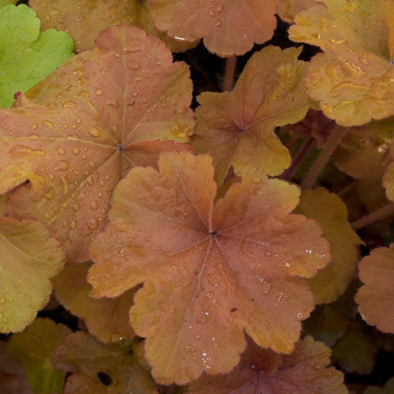 Heucherella 'Sweet Tea'