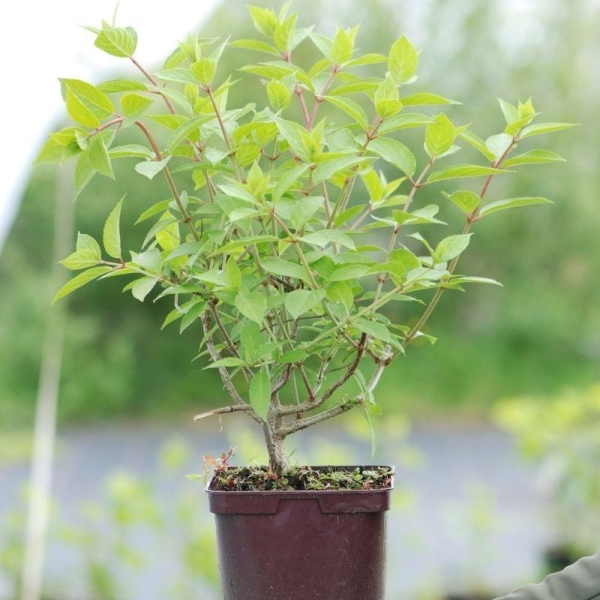 Hortensia 'Polar Bear'®