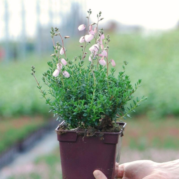 Bruyère d'Irlande 'Pink Tina'