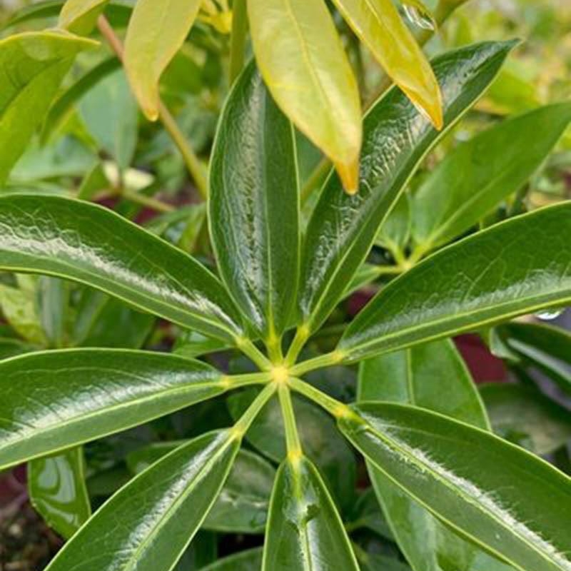 Schefflera arboricola