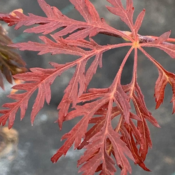 Erable du japon 'Crimson Queen'