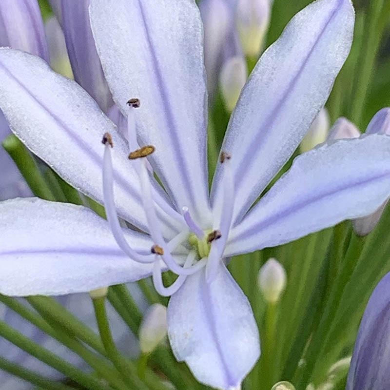 AGAPANTHE hybride 'Crystal blue'