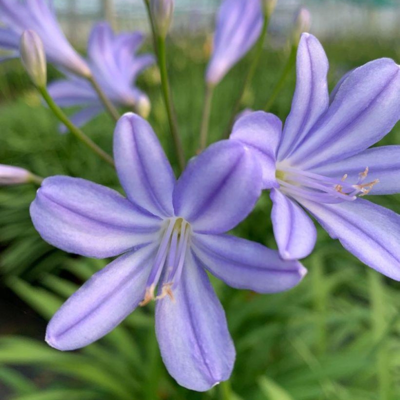 Agapanthe 'Little amethyst'