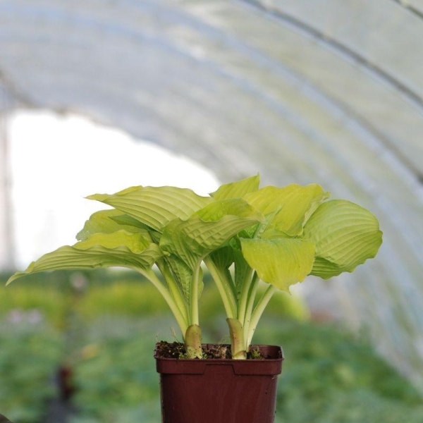 Hosta 'Coast to Coast'